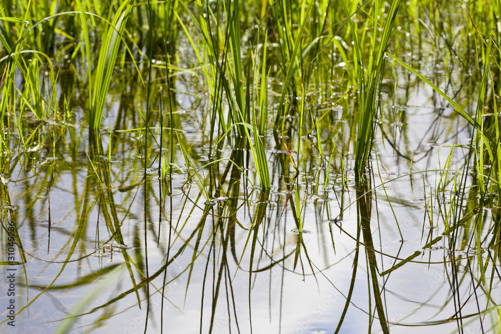Grass at the waters edge Grass at the waters edge