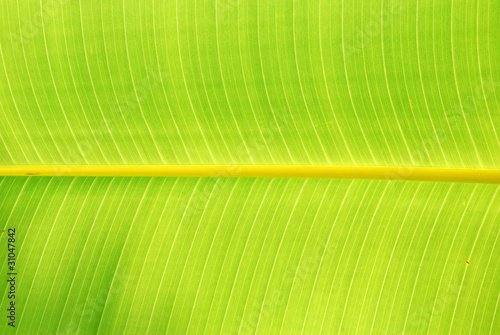 From banana leaves