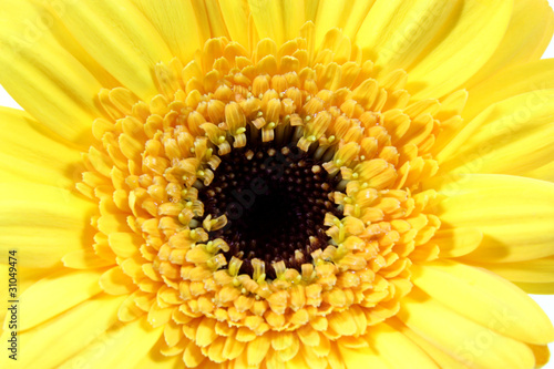 Gelbe Gerbera