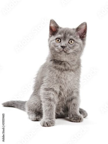 Fototapeta Naklejka Na Ścianę i Meble -  Scottish Kitty