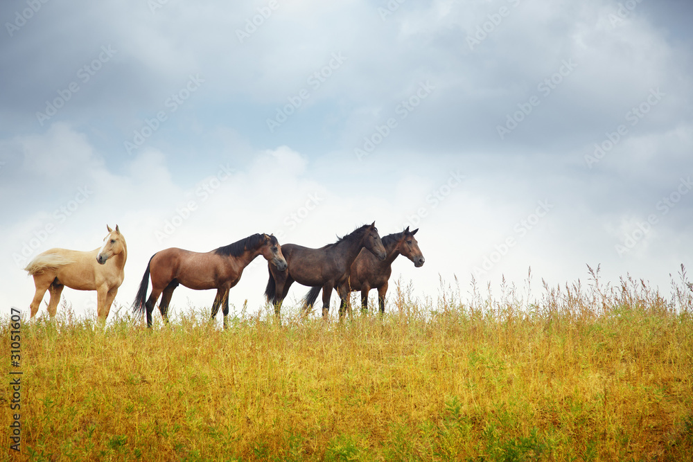 Four horses in the steppe