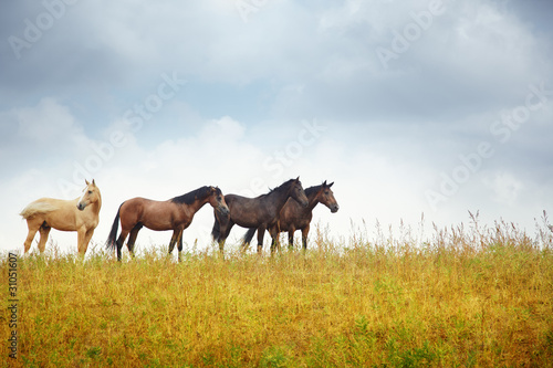 Four horses in the steppe © Arman Zhenikeyev