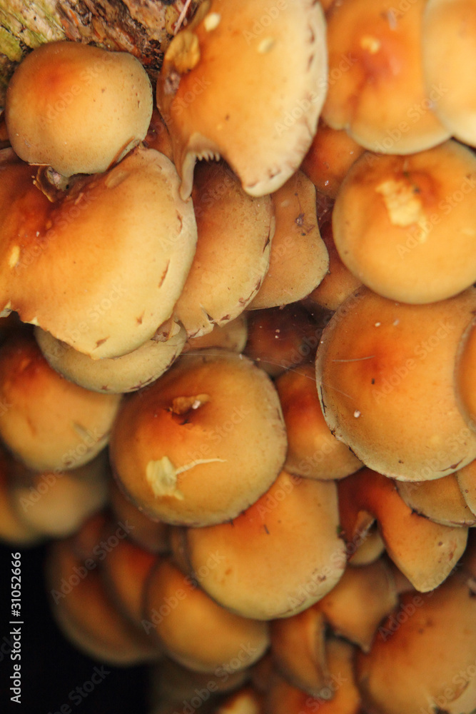 mushrooms mushrooms