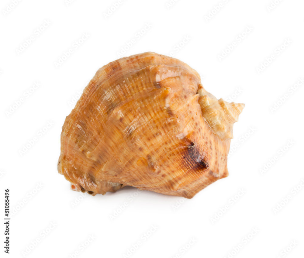 seashell isolated on white background