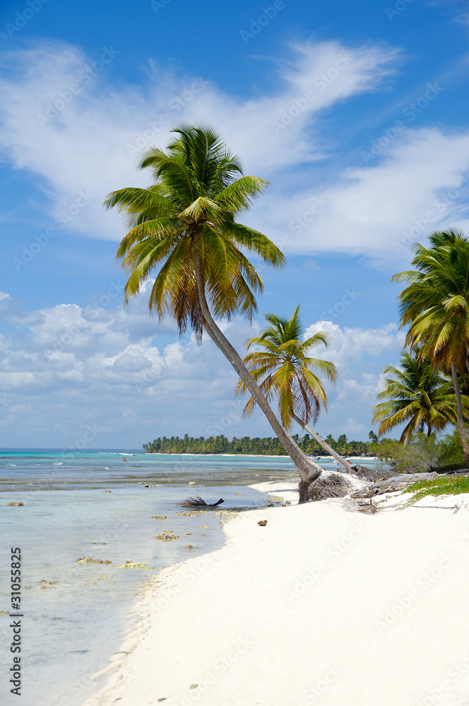 Caribbean beach with palm and white sand Caribbean beach with palm and white sand