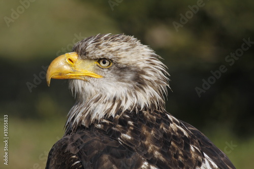 Halbw  chsiger Wei  kopfseeadler