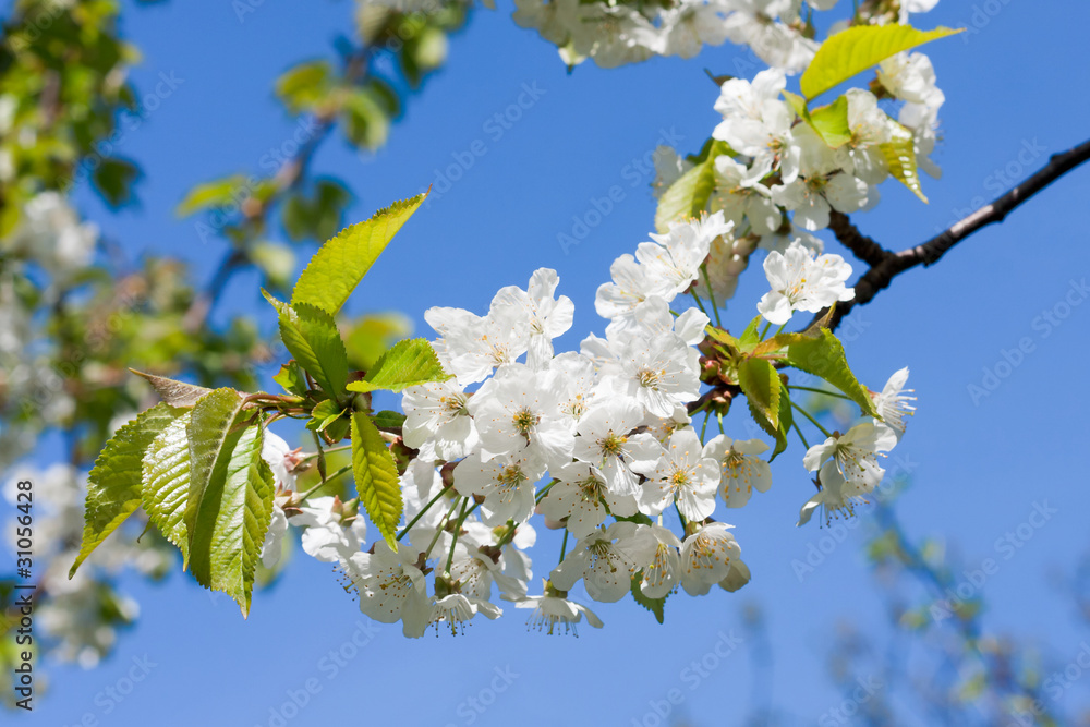 Blossoming branch background Blossoming branch background