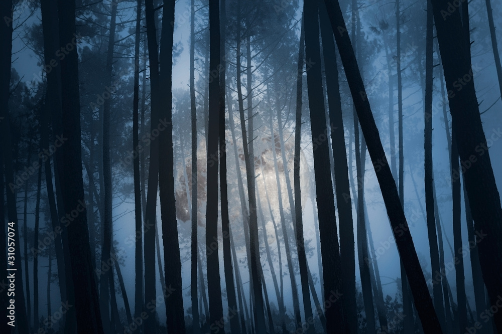 Fototapeta premium Mysterious forest