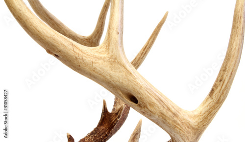 Canvas-taulu deer antlers