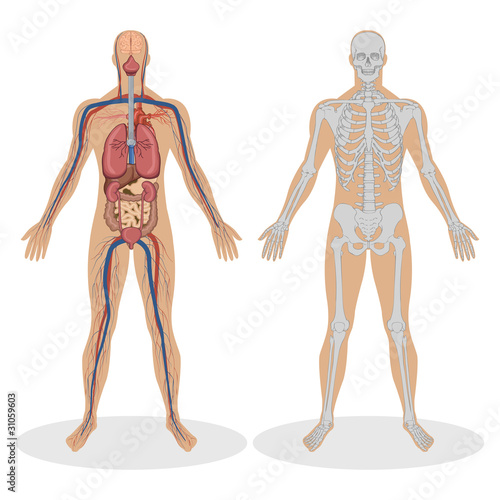 Human Anatomy of man