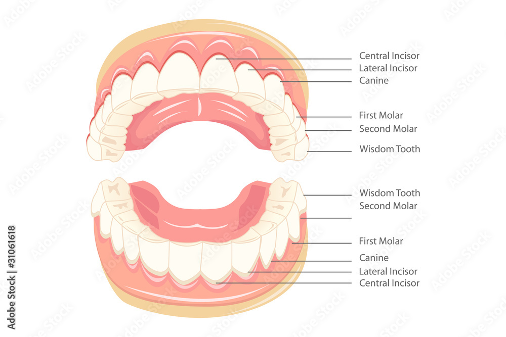 Teeth Anatomy Teeth Anatomy