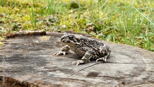 Wechselkröte (Bufo viridis) photo