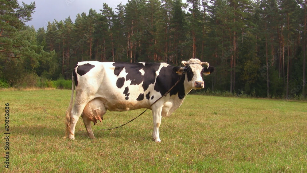 cow on meadow cow on meadow