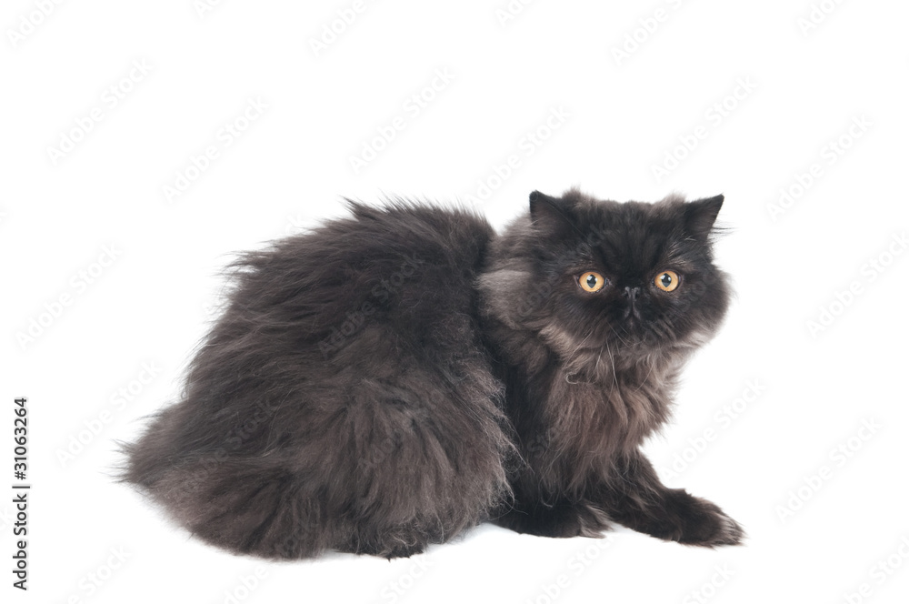 black persian longhair kitty cat black persian longhair kitty cat