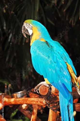 Fototapeta samoprzylepna Blue african parrot