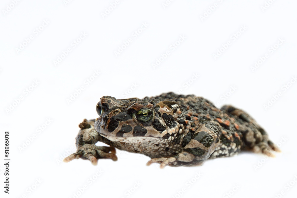 Wechselkröte (Bufo viridis) Wechselkröte (Bufo viridis)