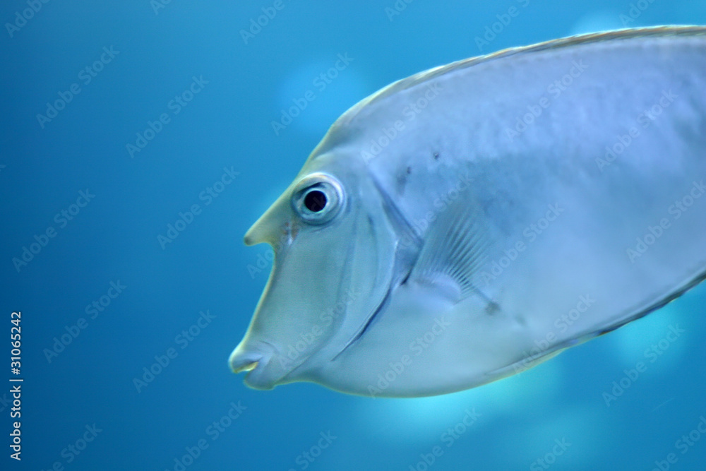 fish fish