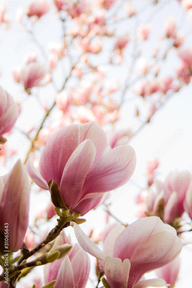 Fototapeta premium magnolia