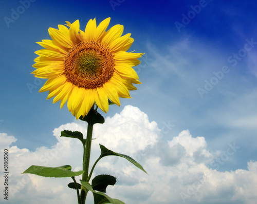 Beautiful sunflower against blue sky