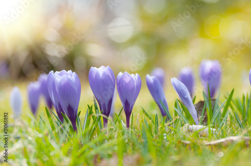 Crocuses