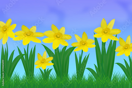 Daffodils