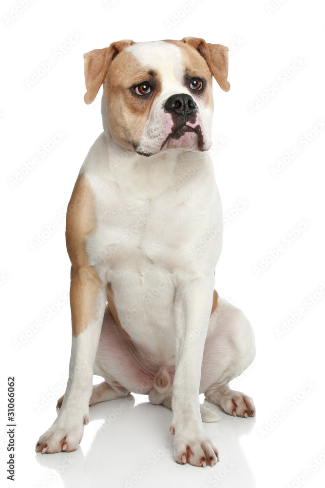 American bulldog on a white background American bulldog on a white background