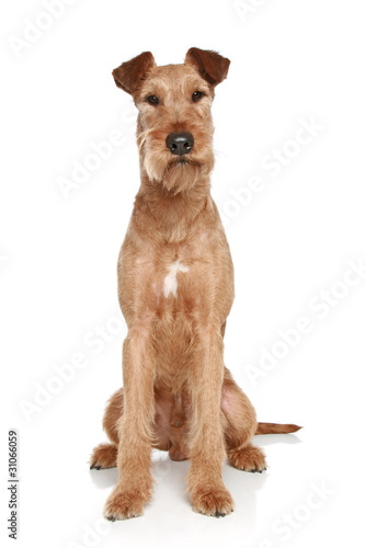 Canvas-taulu Irish terrier sits on a white background