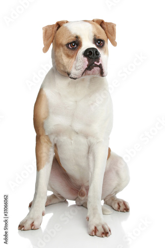 American bulldog on a white background photo