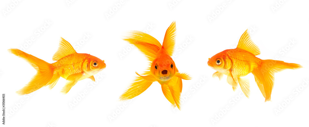 Goldfish Goldfish