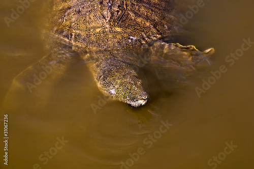 Turtle swimming . photo