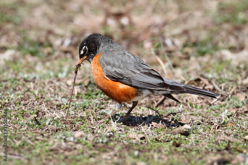 American Robin (Turdus migratorius) American Robin (Turdus migratorius)