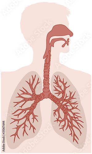 lung illustration
