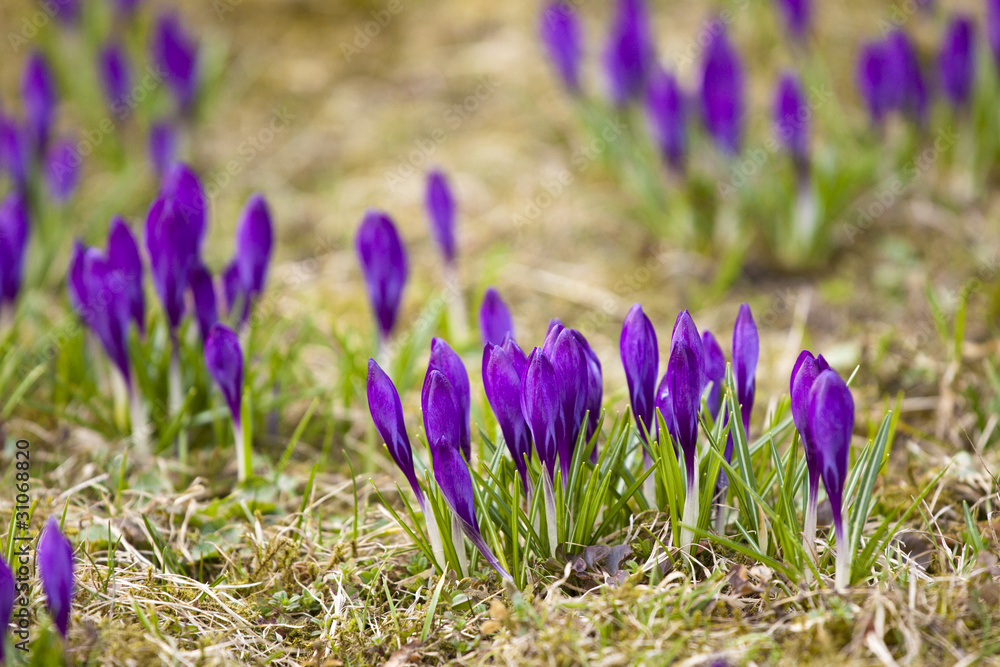 Violet crocuses growing happily in the grass Violet crocuses growing happily in the grass