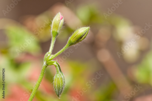 Fototapeta Naklejka Na Ścianę i Meble -  macro shot of geranium buds