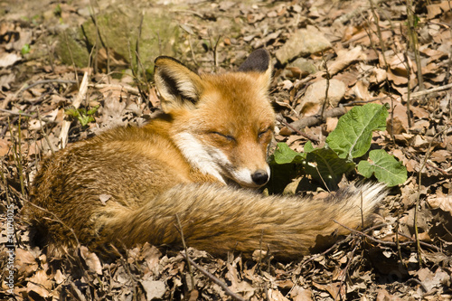 Fuchs beim Schlafen