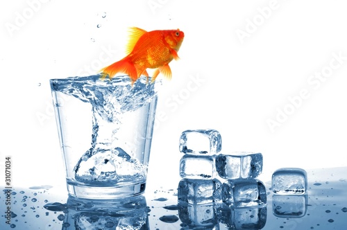goldfish in glass water