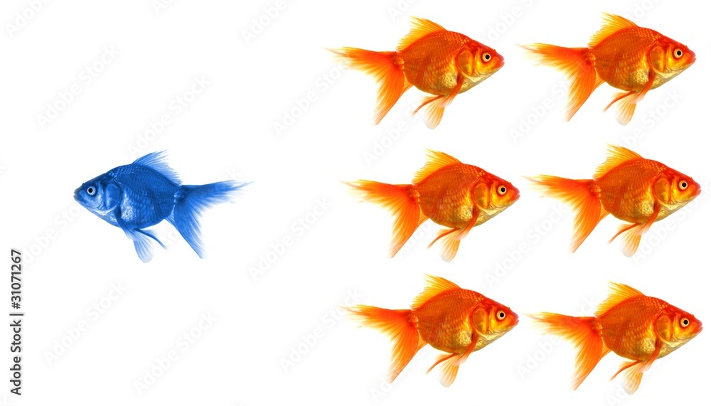 goldfish goldfish