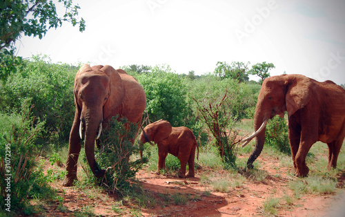Rodzina słoni