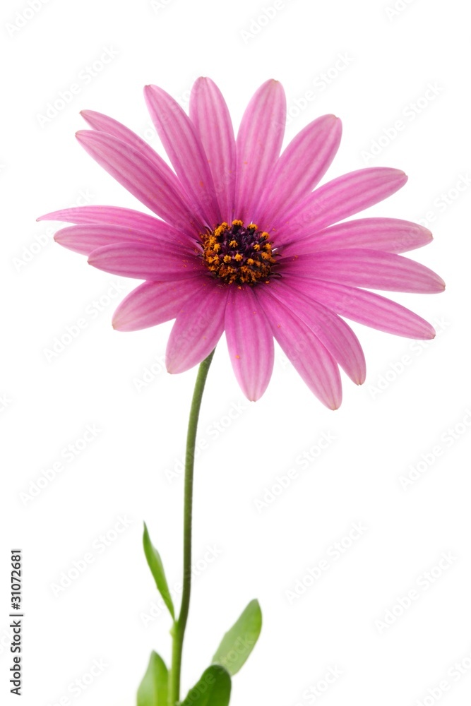 Pink daisy flower Pink daisy flower