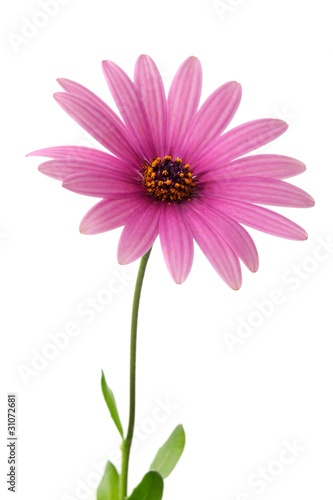 Carta da parati Pink daisy flower