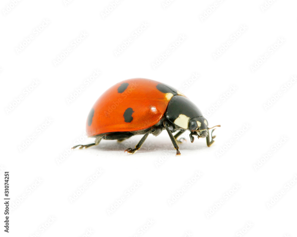 Fototapeta premium Ladybug