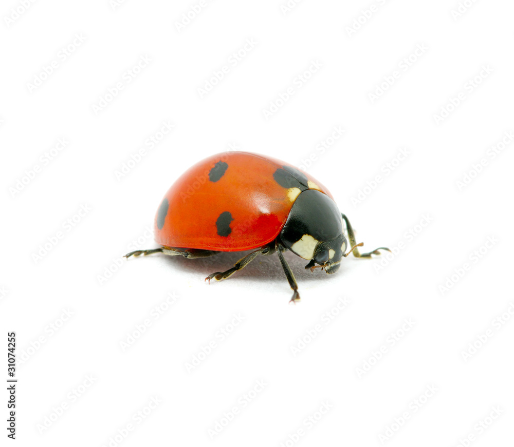 Fototapeta premium Ladybug