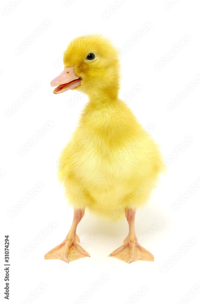 yellow duck yellow duck