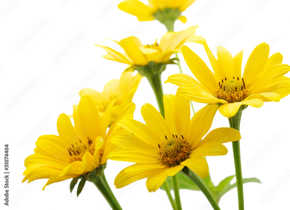 yellow daisy yellow daisy