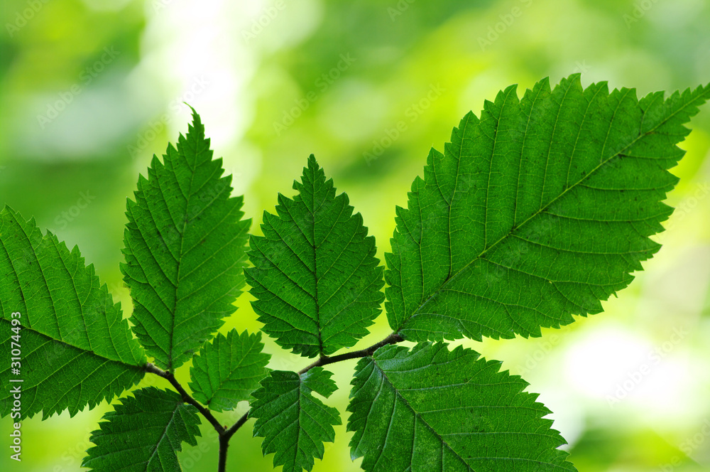 Green leaves Green leaves
