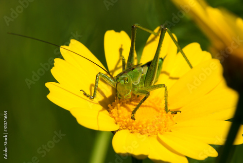 grasshopper © Yuriy Chertok
