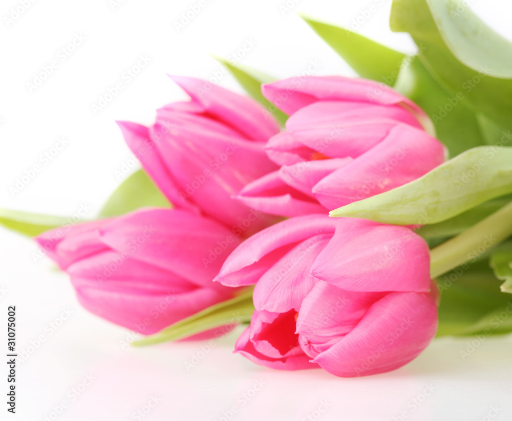 Bouquet of pink tulips isolated on a white background