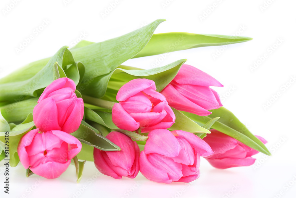 Bouquet of pink tulips isolated on a white background Bouquet of pink tulips isolated on a white background