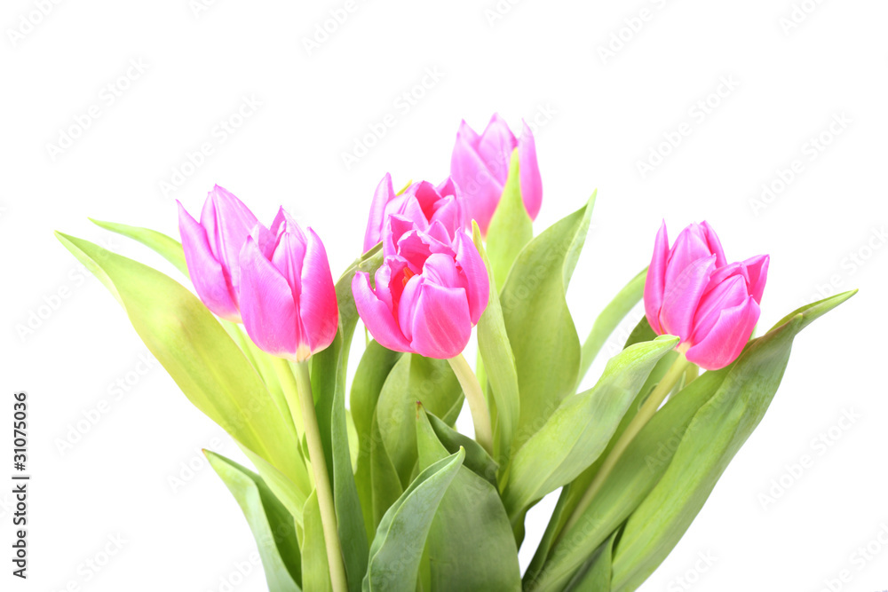 Bouquet of pink tulips isolated on a white background Bouquet of pink tulips isolated on a white background