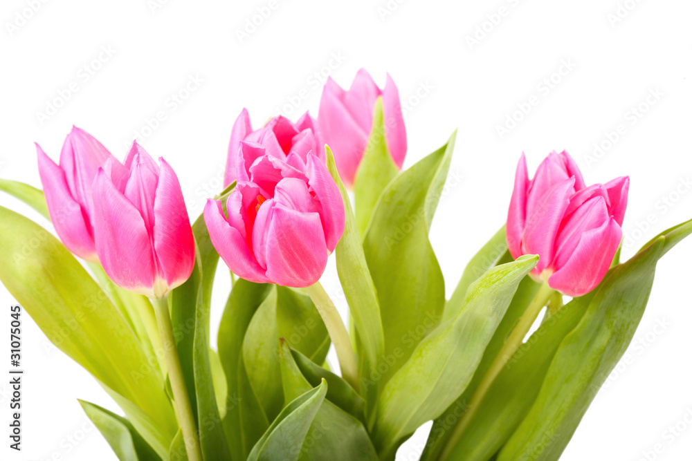 Bouquet of pink tulips isolated on a white background Bouquet of pink tulips isolated on a white background